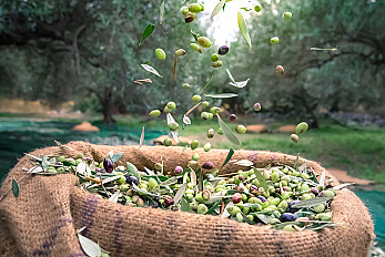 wCR_oil_harvest_crete