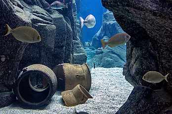 n9z_aquarium_crete