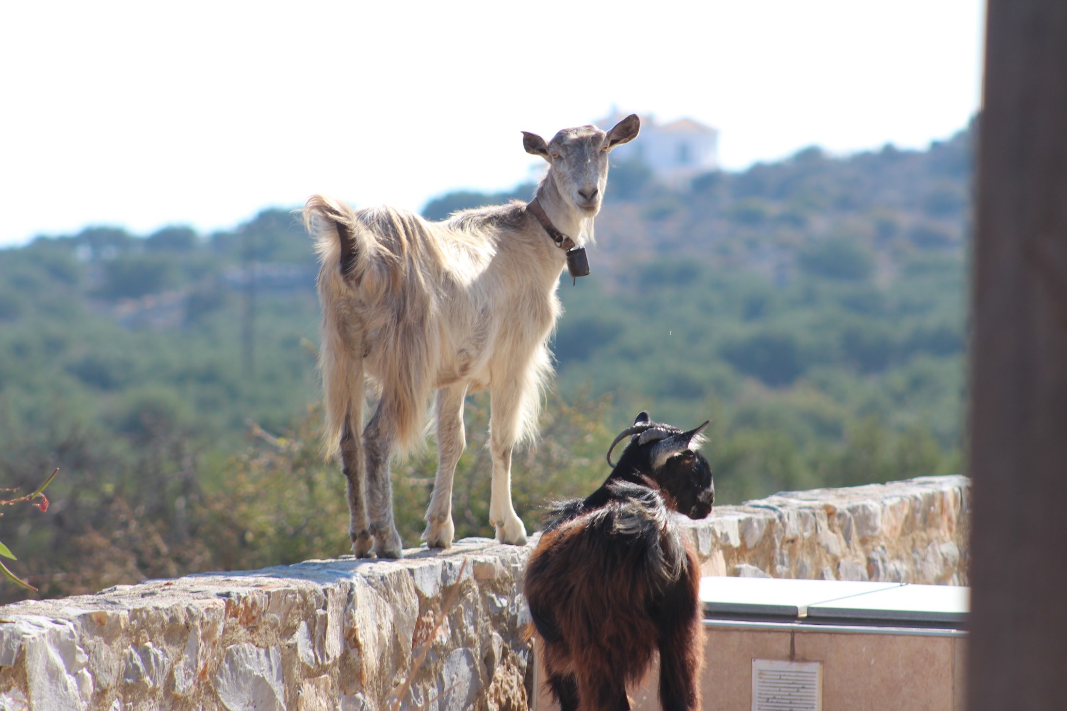 Discover the beauty of wildlife in Crete Discover the beauty of wildlife in Crete