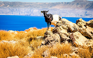 iAf_animal-lifa-crete