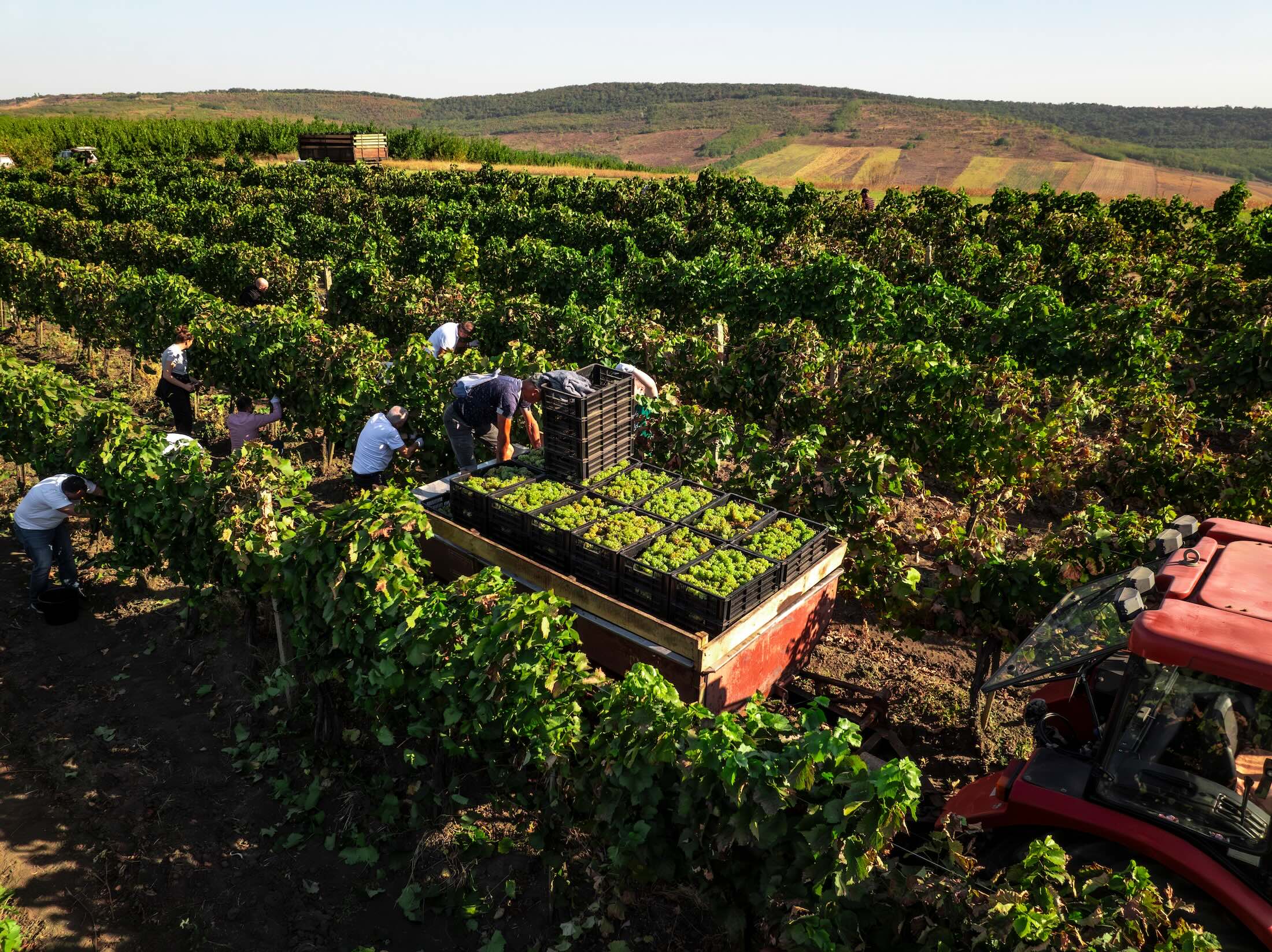 The Art of Winemaking in Crete: From Vine to Glass