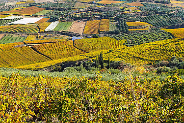 ZOA_vineyard-crete
