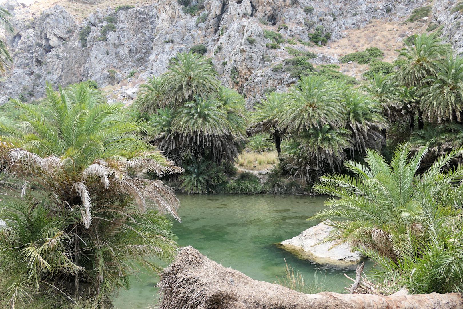 exotische Bäume am Flussufer