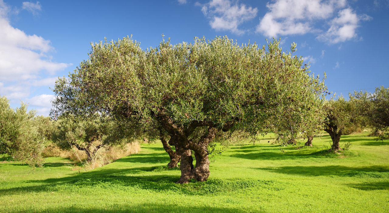 olive oil trees in Crete