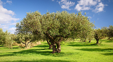Rh8_olive-harvesting