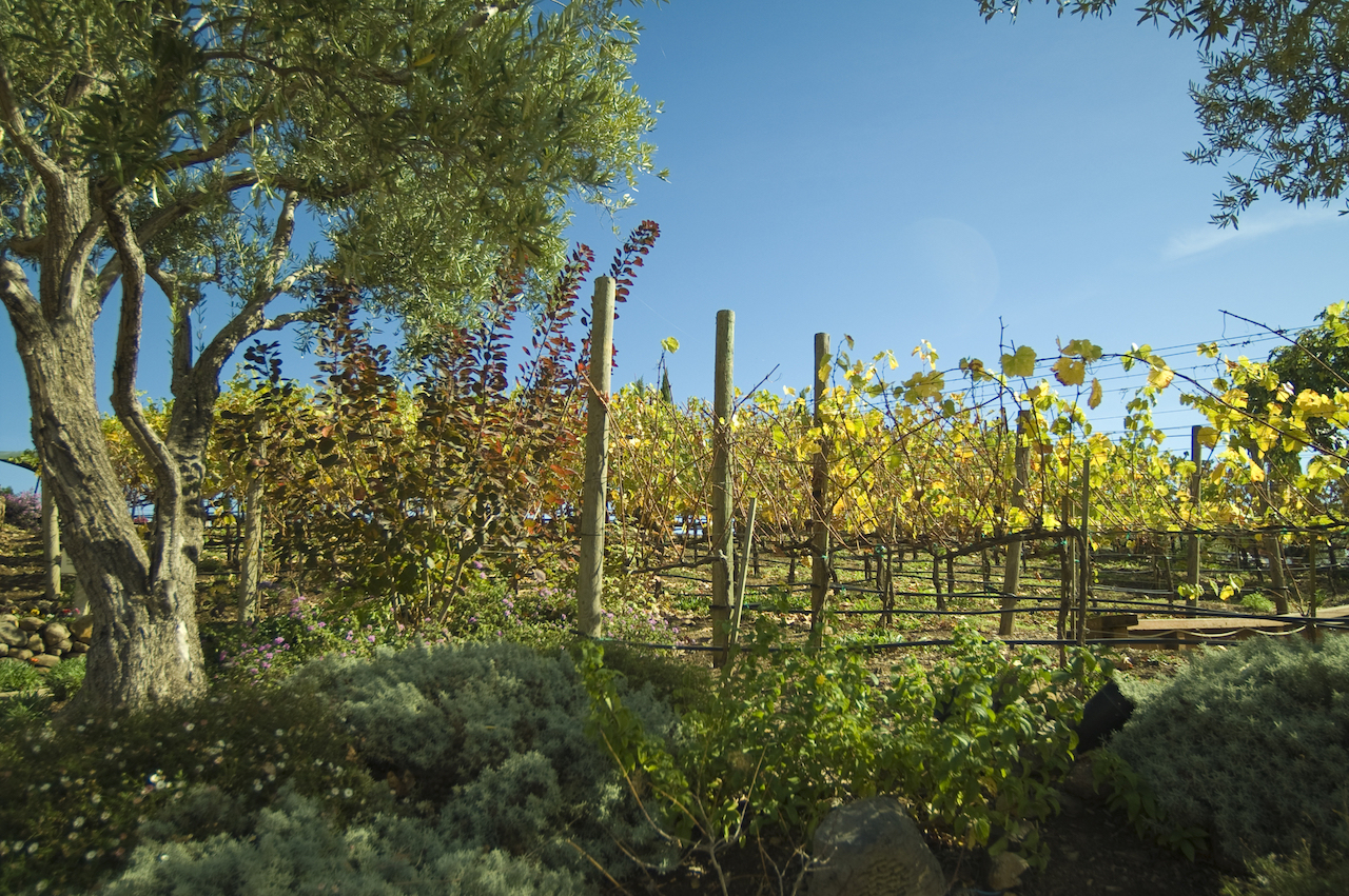 vignoble en automne