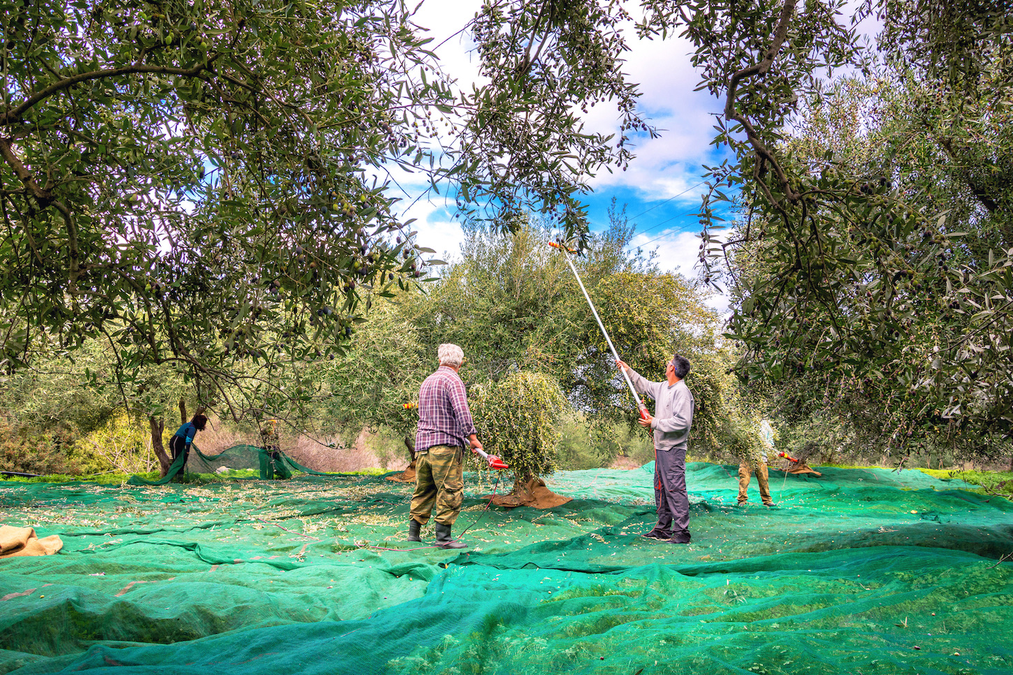 personnes récoltant des olives