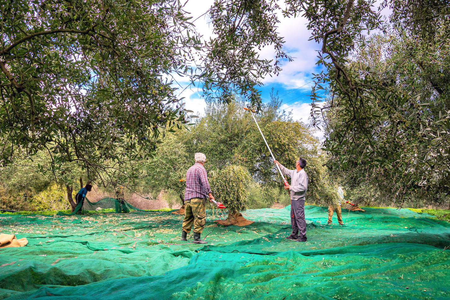 Raccogliere l'oro liquido: Esplorare la stagione dell'olio d'oliva di Creta in autunno